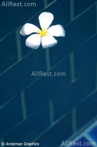 The Aspasia Phuket Resort 36